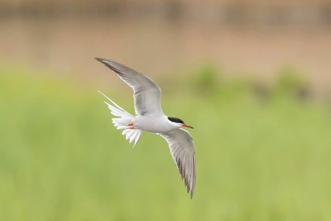 Common tern (Sterna hirundo) hovering over a marsh. Bas Rhin, Alsace, France, Europe