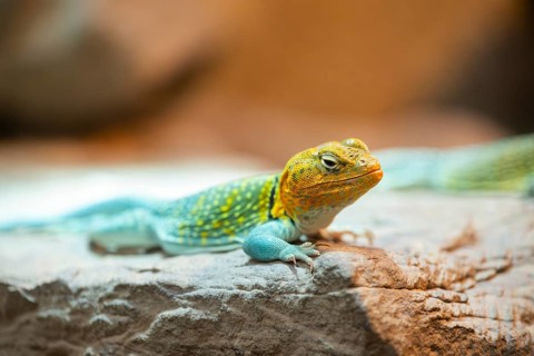 Common collared lizard (Crotaphytus collaris) on a rock, captive, Germany, Europe