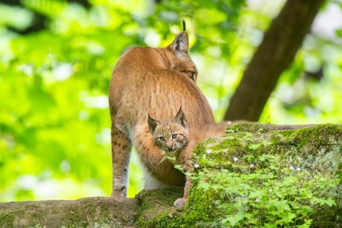 Eurasian lynx (Lynx lynx) mother with her youngsters (cubs) in a forest, Bavaria, Germany, Europe