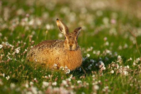 European brown hare (Lepus europaeus) adult animal amongst Sea campion flowers in summer, England,