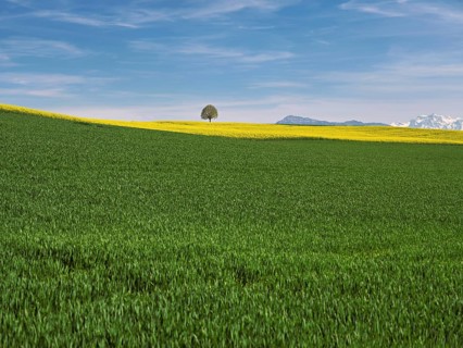 Small lime tree (Tilia), in a field of flowering rape, in the background the snow-covered Alps and