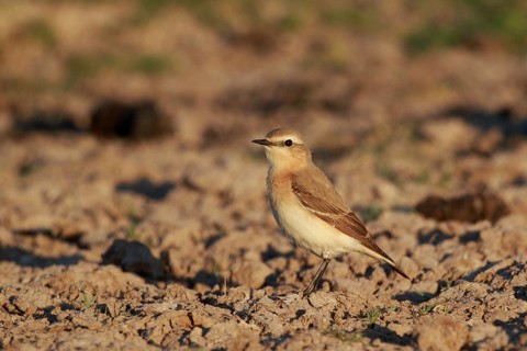 Isabelline Wheatear (Oenanthe isabellina), Greece, Europe