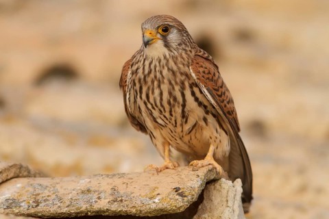 Lesser Kestrel (Falco naumanni), female on roof, Castile-La Mancha