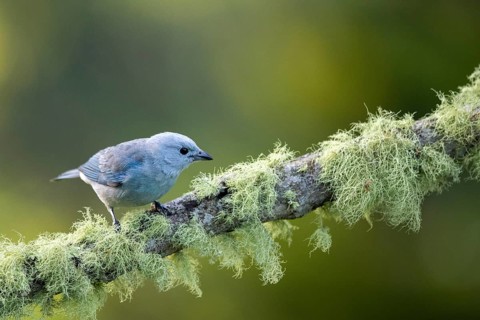 Blue-grey Tanager (Thraupis episcopus) perched on a mossy branch, Solola, Guatemala, Central