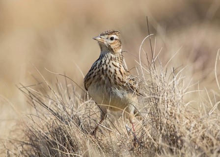 Eurasian Skylark (Alauda arvensis) in field, Wales, United Kingdom, Europe