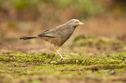 Yellow-billed Babbler (Turdoides affinis), Kutugala, Sri Lanka, Asia