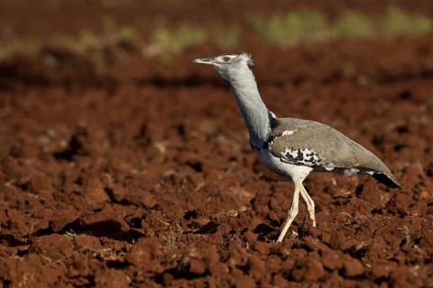 Kori Bustard (Ardeotis kori struthiunculus) male, Oromia, Ethiopia, Africa