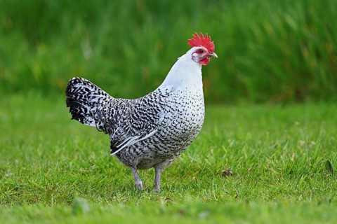 East Frisian Gull standing in a meadow, chicken breed with good utilisation characteristics, Texel,