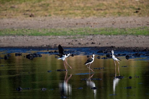 Black-necked Black-winged Stilt (Himantopus mexicanus) Pantanal Brazil