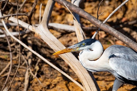 Cocoi Heron (Ardea cocoi) Pantanal Brazil