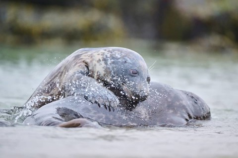 Grey seal (Halichoerus grypus) playing with each other in the water, sea, Düne, Helgoland,