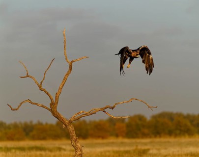 Spanish imperial eagle (Aquila adalberti) in flight at first morning light, Castilla-La Mancha,