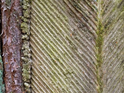 Live resin on a pine trunk, Müritz National Park, Mecklenburg-Western Pomerania, Germany, Europe
