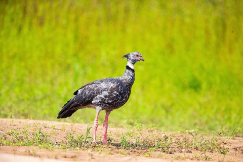 Collared Weirbird (Chauna torquata) Pantanal Brazil