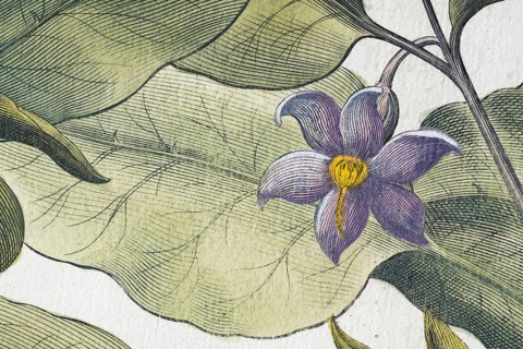 Flower, aubergine (Solanum melongena) or egg plant, hand-coloured copperplate engraving by Basilius