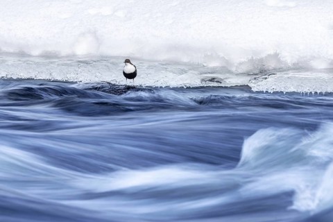 Northern white-throated dipper (Cinclus cinclus cinclus) foraging along frozen stream in winter,