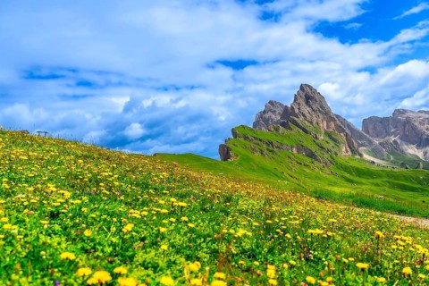 Vibrant wildflowers blooming on the slopes of seceda mountain in the dolomites, italy, creating a