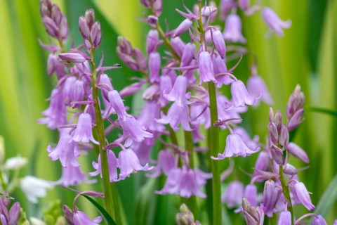 Purple bluebell (Hyacinthoides) with green leaves in the background in a natural environment,