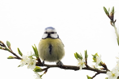 A blue tit (Parus caeruleus) sitting frontally on a flowering branch, Hesse, Germany, Europe