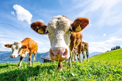 Two young curious calves (Bos primigenius taurus), cows on an alpine meadow, stretching their