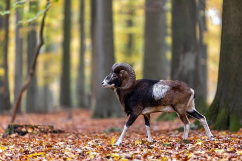 European mouflon (Ovis aries musimon, Ovis gmelini musimon) ram, male with big horns in forest