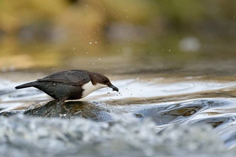 White-throated Dipper (Cinclus cinclus) foraging, North Rhine-Westphalia, Germany, Europe
