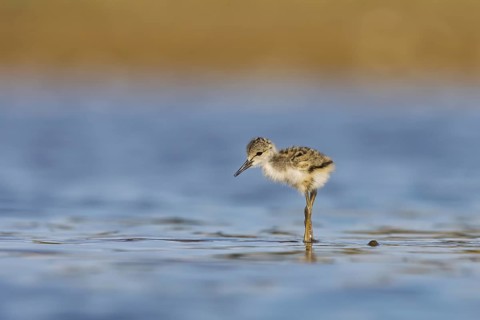 Black-winged Stilt (Himantopus himantopus) chick foraging, North Rhine-Westphalia, Germany, Europe