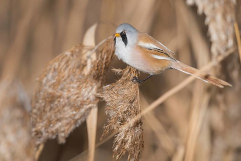 Bearded Reedling (Panurus biarmicus) male perched on reed, Piedmont, Italy, Europe