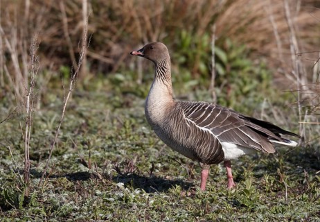 Pink-footed Goose (Anser brachyrhynchus), Schleswig-Holstein, Germany, Europe