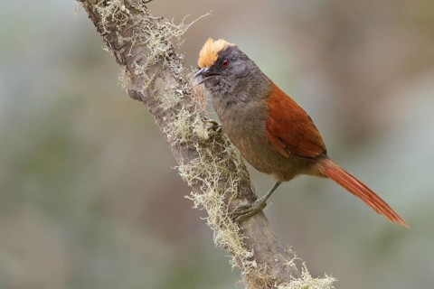 Light-crowned Spinetail (Cranioleuca albiceps) perched on a branch in Bolivia, South America
