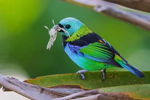 Green-headed Tanager (Tangara seledon) perched on a branch in the Atlantic rainforest of southeast