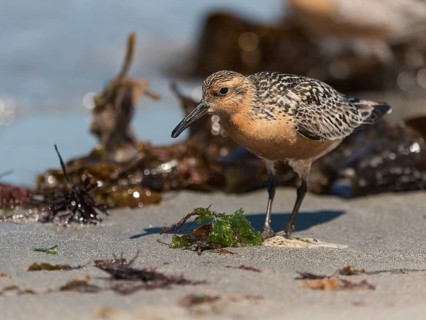 Red Knot (Calidris canutus), Schleswig-Holstein, Germany, Europe