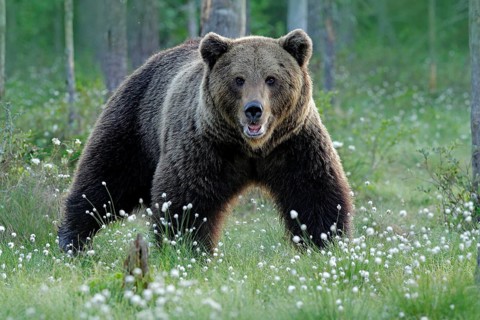 Brown bear walking in forest, morning light. Dangerous animal in nature taiga and meadow habitat.