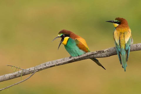 European Bee-eater (Merops apiaster) pair perched on a branch, Portalegre, Portugal, Europe
