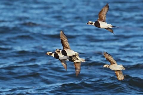 Long-tailed Duck (Clangula hyemalis) flock flying, offshore, Mecklenburg-Western Pomerania,