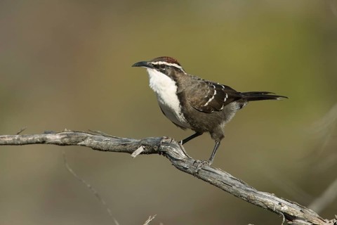 Chestnut-crowned Babbler (Pomatostomus ruficeps) perched on a branch, Victoria, Australia, Oceania