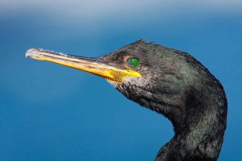 European Shag (Phalacrocorax aristotelis), Mallorca, Spain, Europe