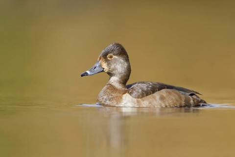 Ring-necked Duck (Aythya collaris) female, British Columbia, Canada, North America