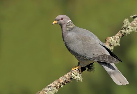Band-tailed Pigeon (Patagioenas fasciata), British Columbia, Canada, North America
