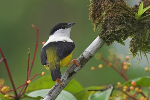 White-collared Manakin (Manacus candei) male, Costa Rica, Central America