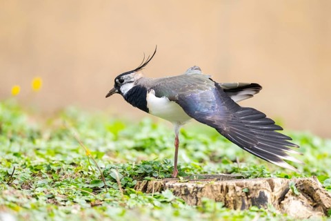 Northern lapwing (Vanellus vanellus) standing on a meadow, Bavaria, Germany, Europe