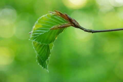Delicate awakening - fresh beech leaves in the spring light. Beech leaves after new shoots in
