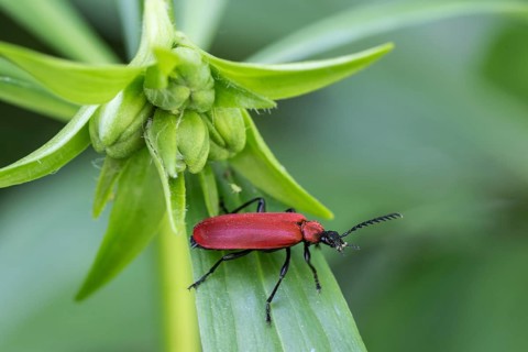 Black-headed Cardinal beetle (Pyrochroa coccinea), Emsland, Lower Saxony, Germany, Europe