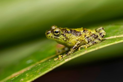 A frog of the genus Spinomantis sp. in the rainforests of Marojejy National Park in north-east