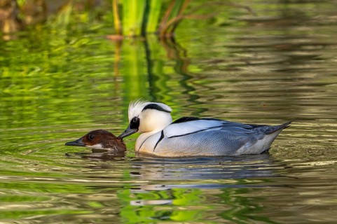 Smew (Mergellus albellus, Mergus albellus) pair, male biting female in neck while mating in pond in
