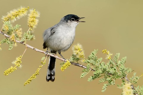 Black-tailed Gnatcatcher (Polioptila melanura) singing, Arizona, USA, North America