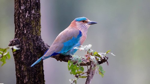 Indian Roller (Coracias benghalensis), Bandhavgarh National Park, India, Asia