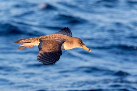 Cory's Shearwater (Calonectris borealis) flying, Ibiza, Spain, Europe