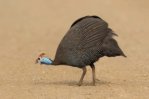 Helmparelhoen, Helmeted guineafowl, Numida meleagris