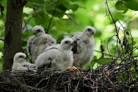 Eurasian Sparrowhawk (Accipiter nisus) chicks in nest, North Rhine-Westphalia, Germany, Europe